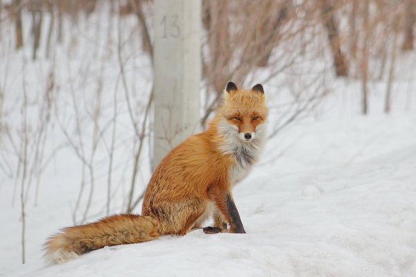 Сидячая лиса