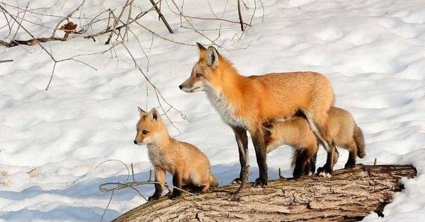 Лиса с лисятами весной