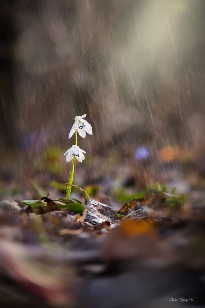 Грустная Весна