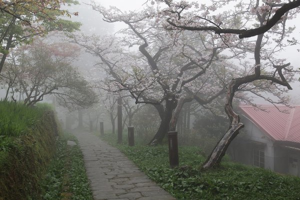 Мрачное Цветущая вишня