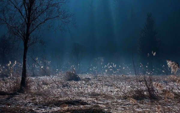 Мрачная Поляна в лесу