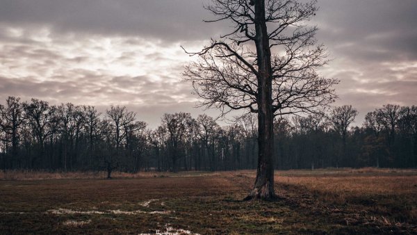 Пасмурная осень