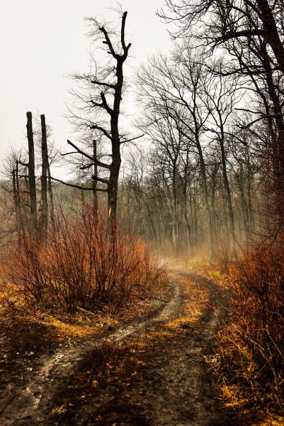 Осенний лес в тумане