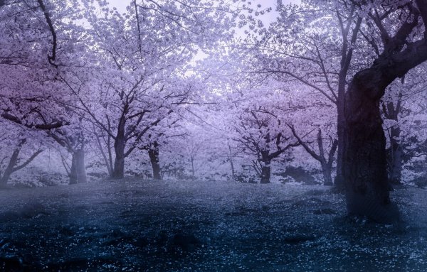 Сакура в темном лесу