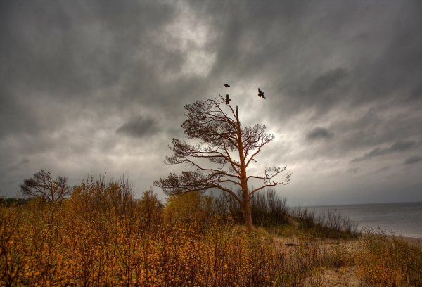 Пейзаж пасмурный день