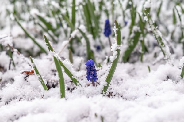 Цветы в снегу по весне