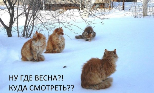 Приколы про март и котов