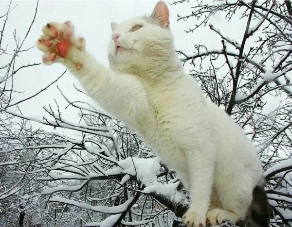 Приколы про зиму и весну