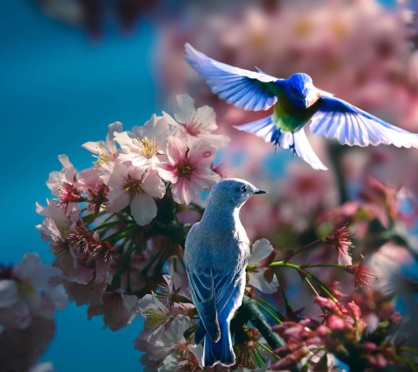 Природа птицы