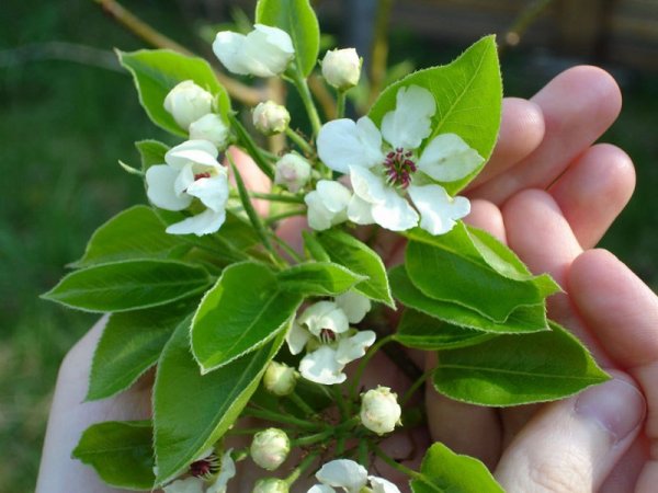 Весна духовная