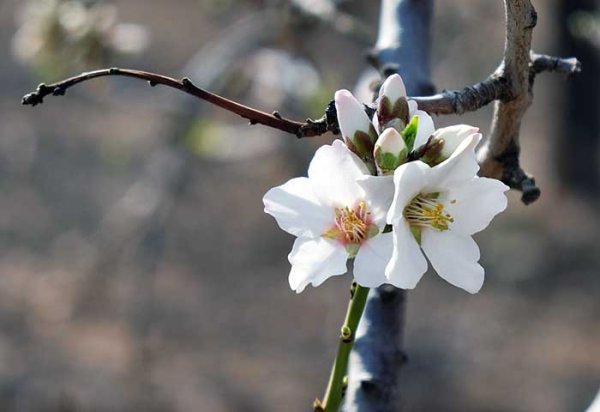 Великий пост Весна души