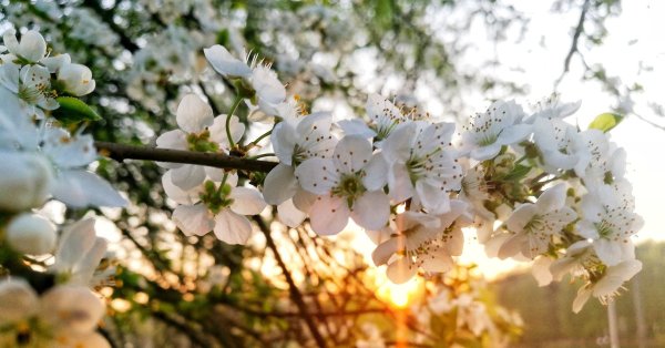 Весна духовная