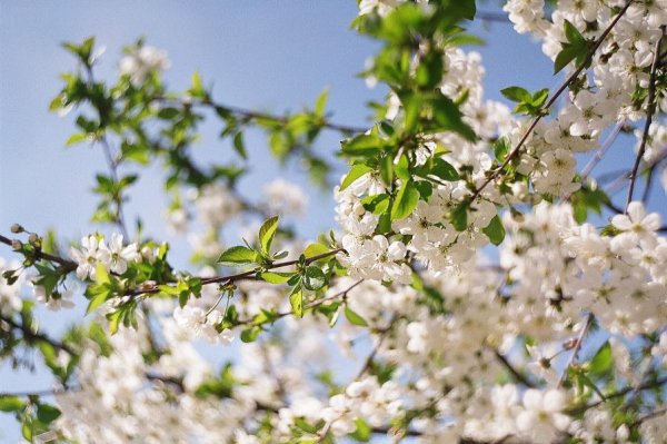 Весенняя природа Кубани