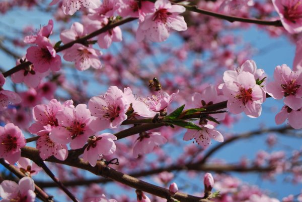 Весна на Кубани картинки