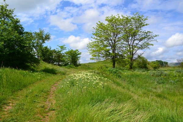Природа Весна Кубань