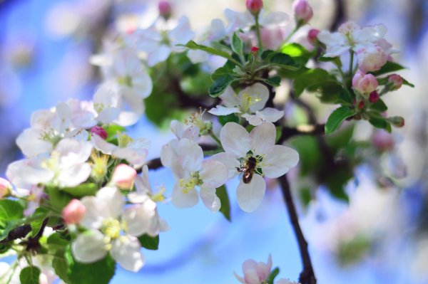 Яблоня «да 65-17»