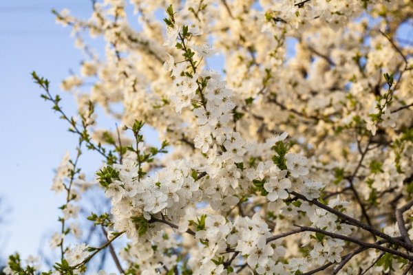 Весна на Кубани картинки