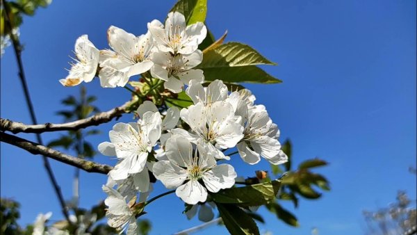 Кубань весной