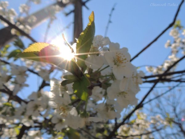Весна на Кубани