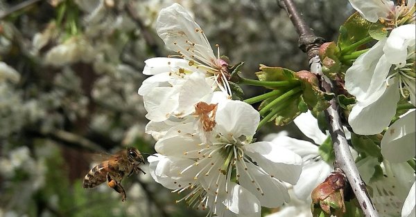 Ранняя Весна на Кубани