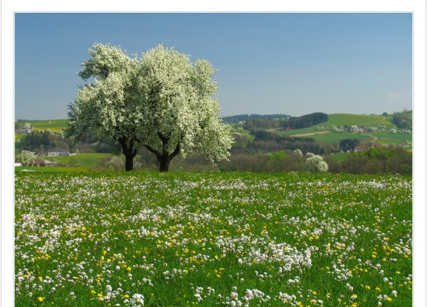 Цветущие сады Кубани