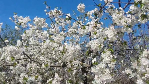 Ясная Поляна яблони