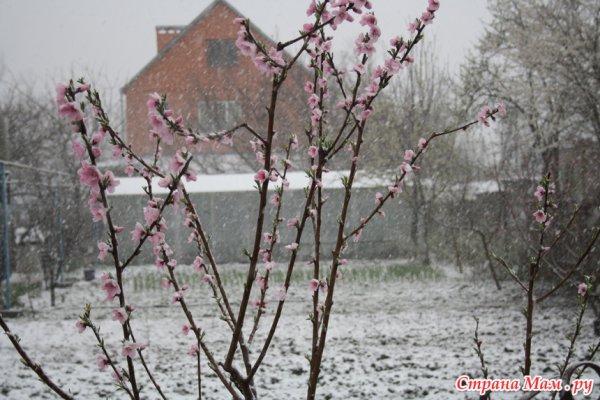 Рисунок Кубанская Весна