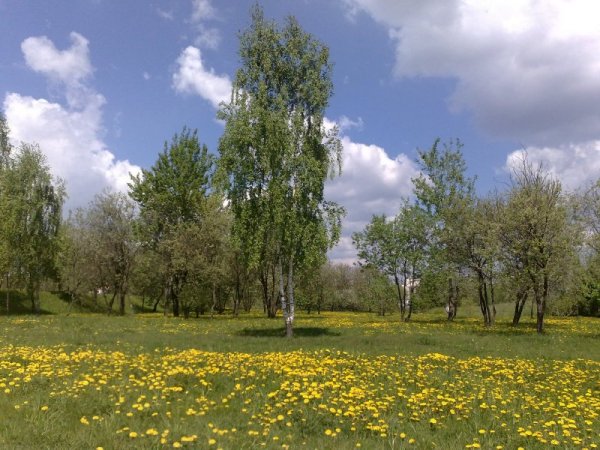 Альпийские Луга Тянь Шаня