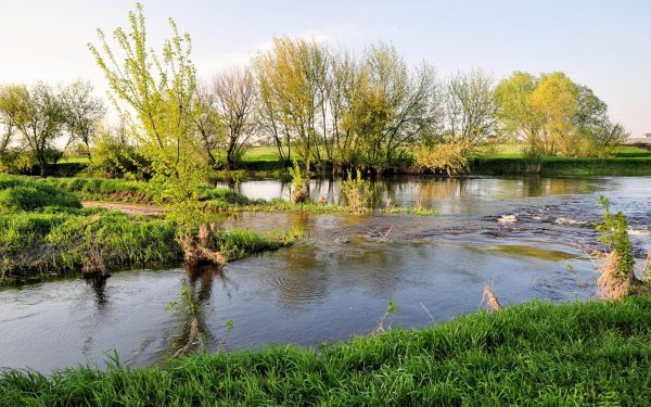 Плодопитомник цветущие яблони