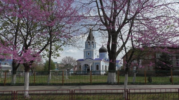 Яблоневый сад в цвету дерево