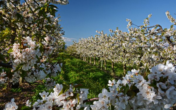Ярослав Чижевский художник