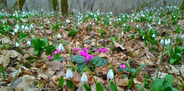 Рисунок на тему Кубань