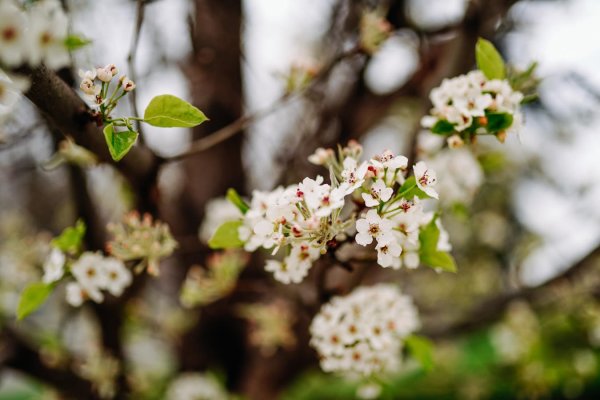 Цветущие сады в Краснодарском крае
