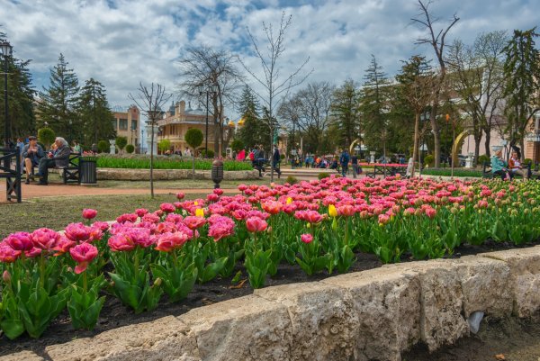 Фестиваль тюльпанов парк цветник Пятигорск