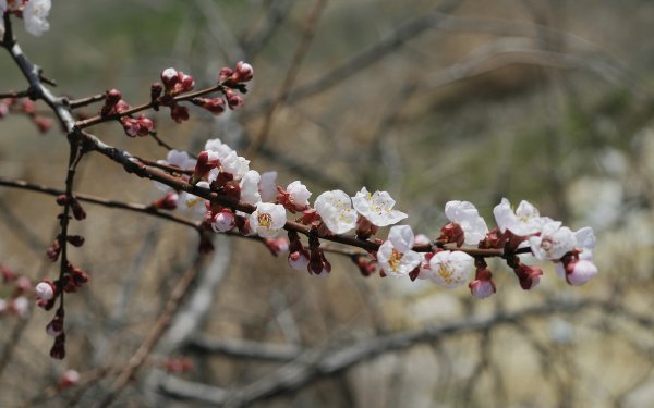 Весенний Пятигорск
