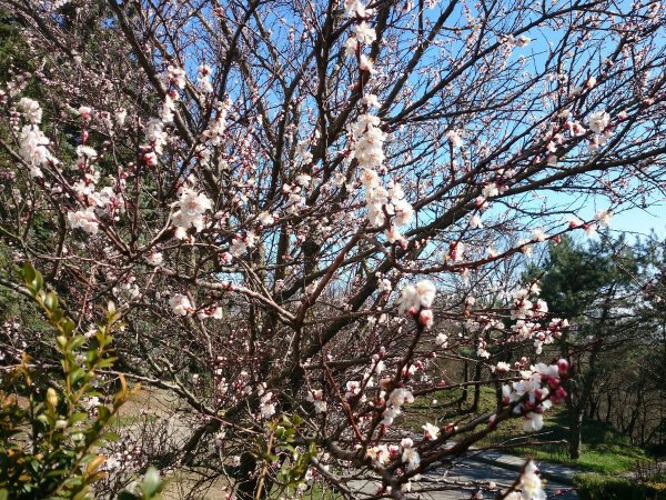 Пятигорск Весна