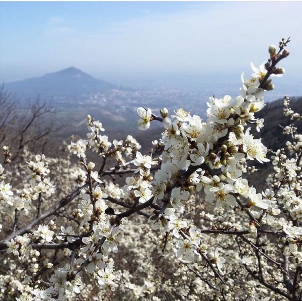 Пятигорск весной в мае