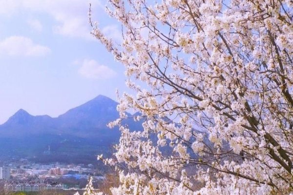 Весна в Пятигорске цветник