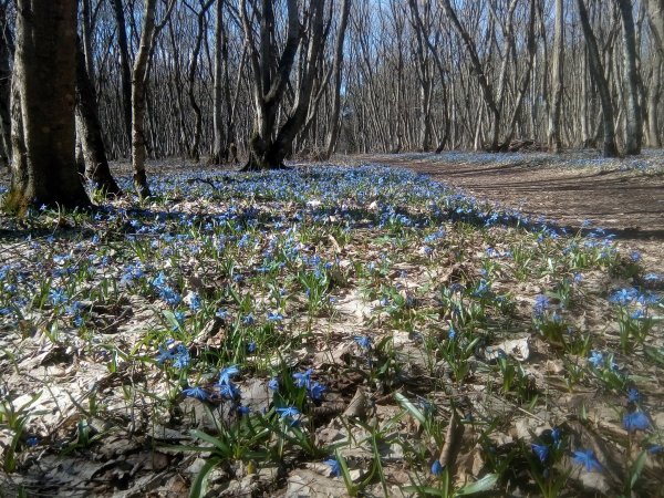Пятигорский цветник Пятигорск