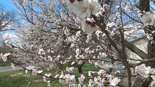 Фестиваль тюльпанов парк цветник Пятигорск