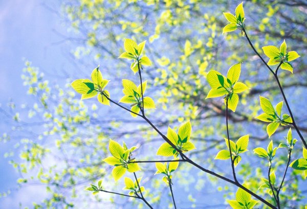 Первые листочки весной