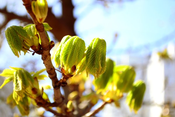 Первые листочки на деревьях
