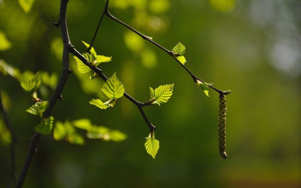 Ветки береза