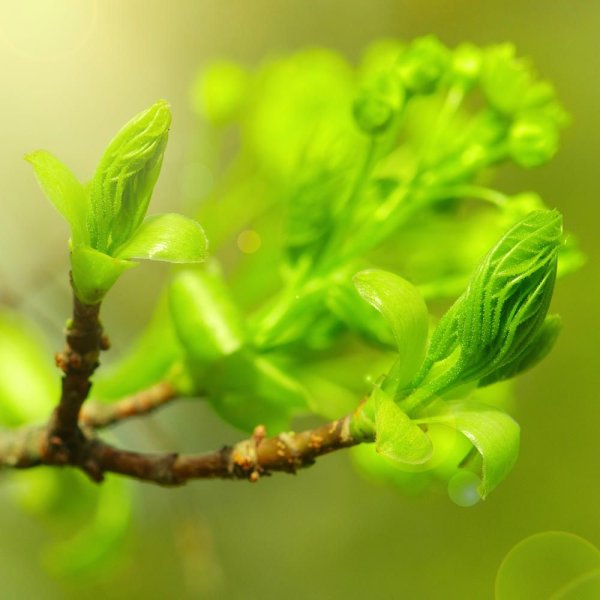 Почки распускаются