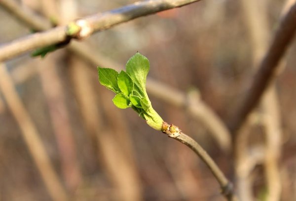 Почки листья деревьев