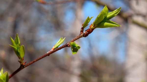 Весна почки распускаются