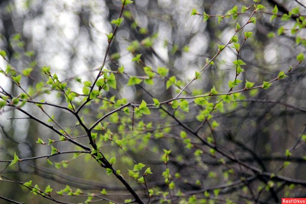 Первые листочки на деревьях