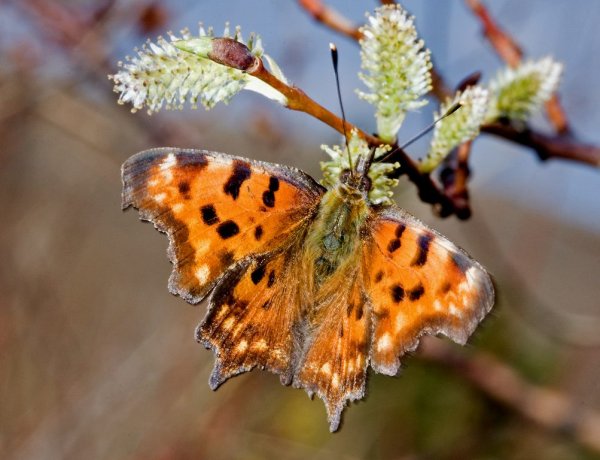 Бабочка-крапивница на Лесной проталинке