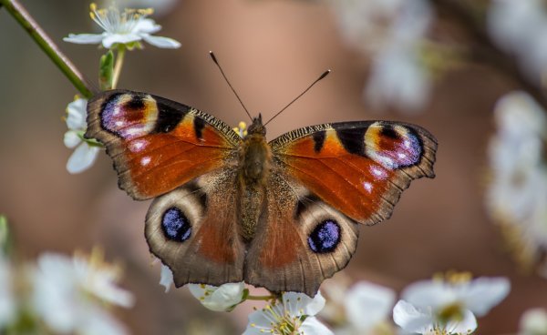 Пробуждение бабочки