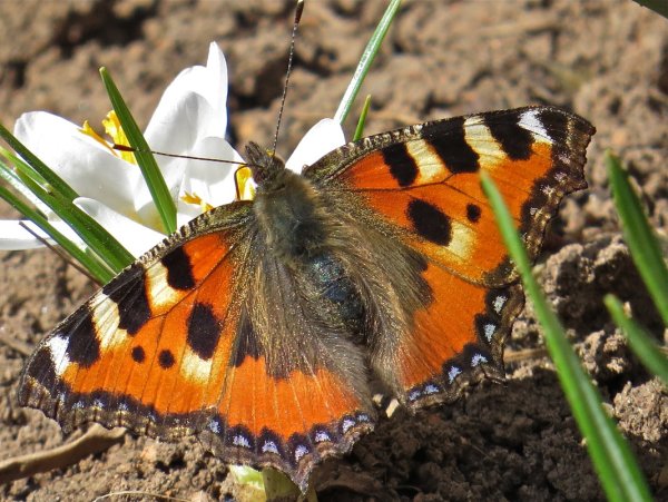 Первые бабочки весной